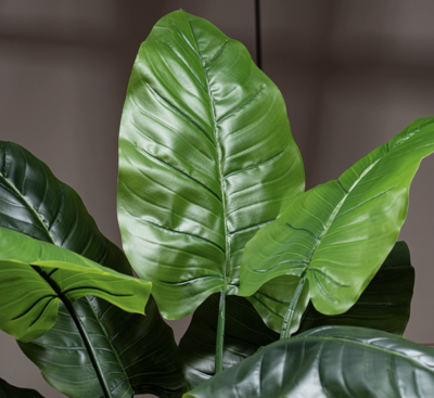 Green large leaf Plant